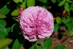Flerblommig Buskros 'Lavender Ice' 'Tan04249' Barrotad