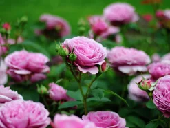 Flerblommig Buskros 'Lavender Ice' 'Tan04249' Barrotad