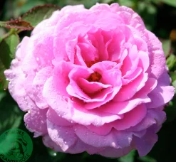 Flerblommig Buskros 'Lavender Ice' 'Tan04249' Barrotad