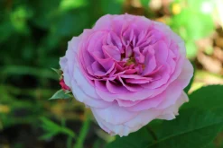 Flerblommig Buskros 'Lavender Ice' 'Tan04249' Barrotad