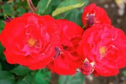 Flerblommig Buskros 'Lilli Marleen' 'Korlima' Barrotad