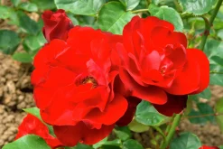 Flerblommig Buskros 'Lilli Marleen' 'Korlima' Barrotad