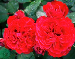 Flerblommig Buskros 'Look Good Feel Better' 'Poulcas034' Barrotad