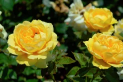 Flerblommig Buskros 'Marselisborg' 'Poulreb' Barrotad