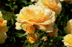Flerblommig Buskros 'Marselisborg' 'Poulreb' Barrotad