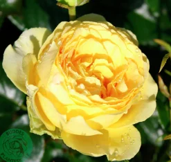 Flerblommig Buskros 'Marselisborg' 'Poulreb' Barrotad