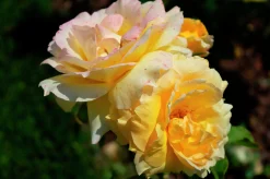 Flerblommig Buskros 'Marselisborg' 'Poulreb' Barrotad