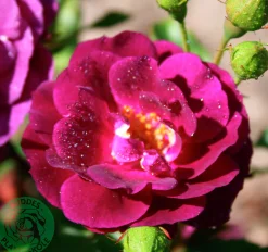 Flerblommig Buskros 'Midnight Blue' 'Wekfabpur' Barrotad