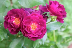Flerblommig Buskros 'Midnight Blue' 'Wekfabpur' Barrotad
