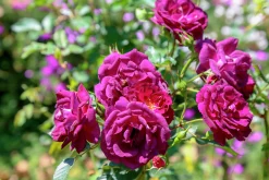 Flerblommig Buskros 'Midnight Blue' 'Wekfabpur' Barrotad