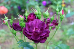 Flerblommig Buskros 'Midnight Blue' 'Wekfabpur' Barrotad