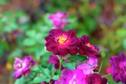 Flerblommig Buskros 'Midnight Blue' 'Wekfabpur' Barrotad
