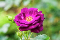 Flerblommig Buskros 'Midnight Blue' 'Wekfabpur' Barrotad