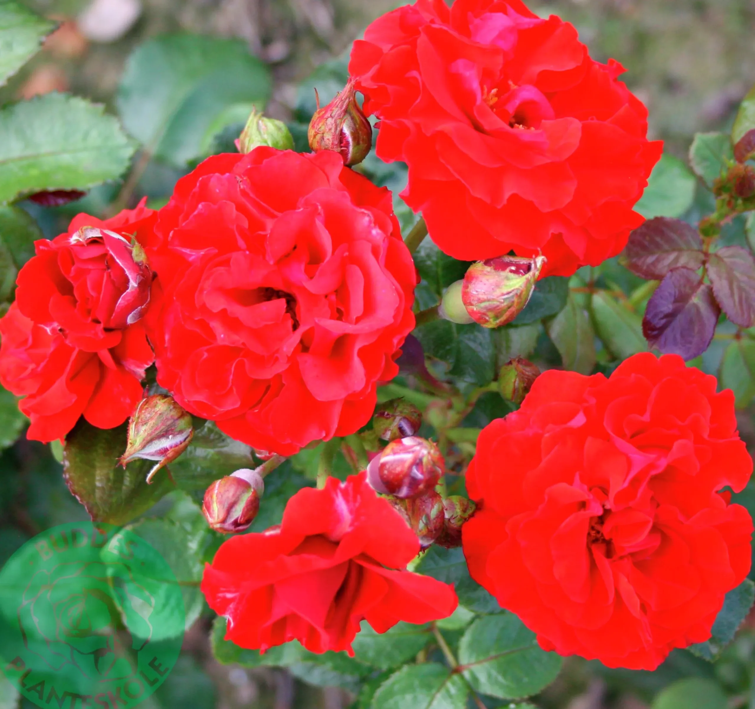 Flerblommig Buskros 'Molde' 'Tannimoll' Barrotad