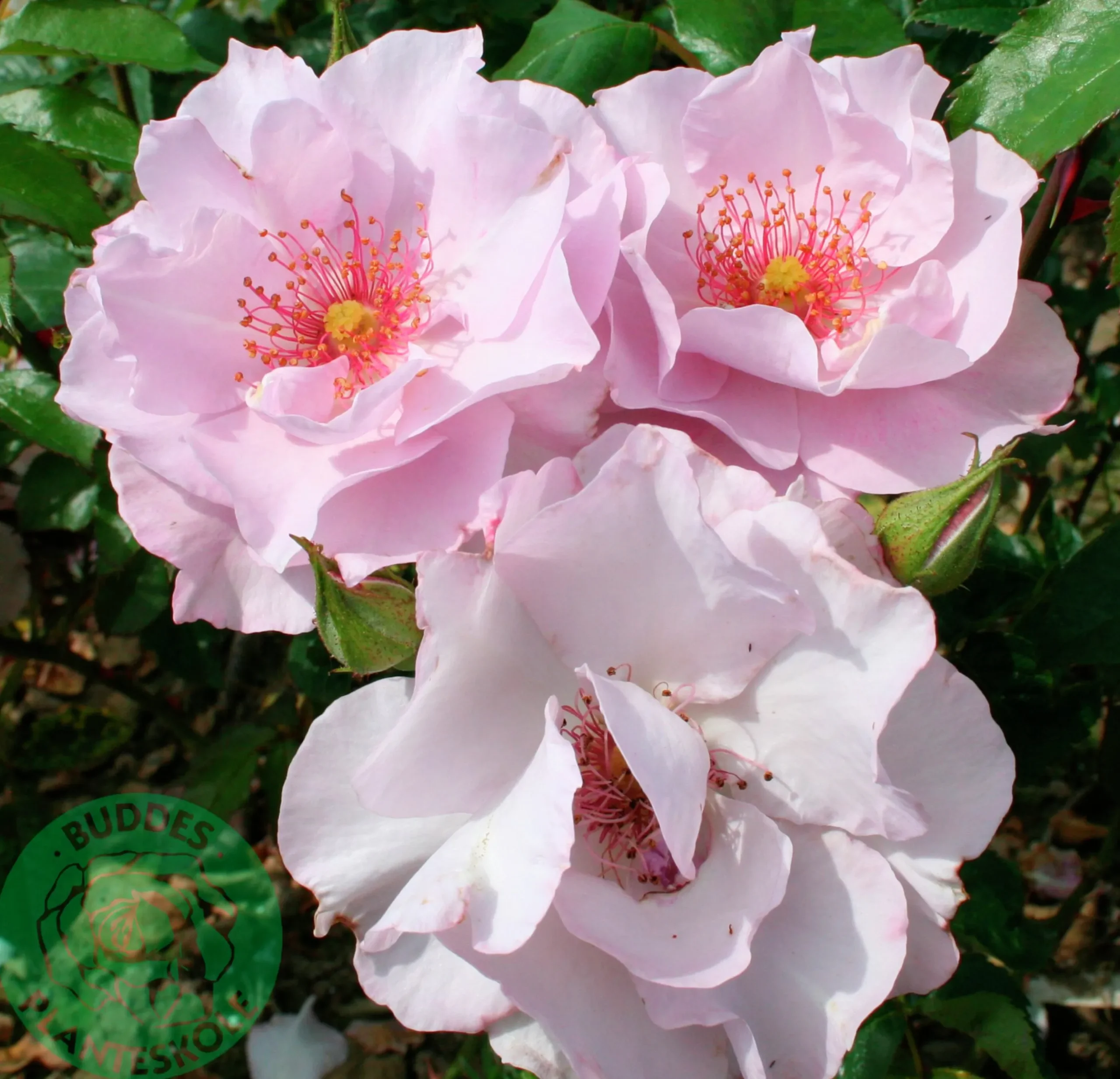 Flerblommig Buskros 'Odyssey' 'Franski' Barrotad