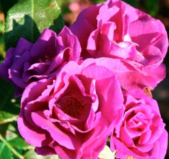 Flerblommig Buskros 'Rhapsody in Blue' 'Frantasia' Barrotad