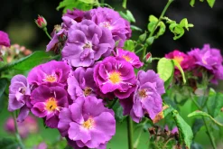 Flerblommig Buskros 'Rhapsody in Blue' 'Frantasia' Barrotad