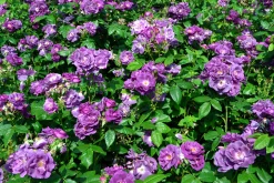 Flerblommig Buskros 'Rhapsody in Blue' 'Frantasia' Barrotad
