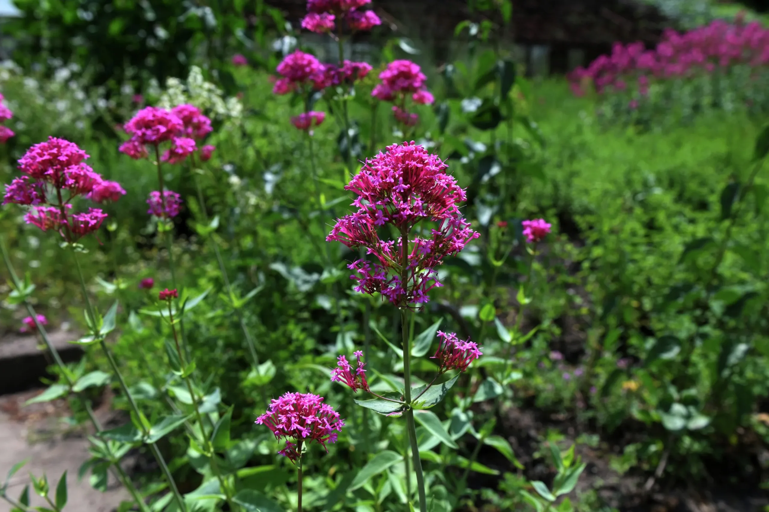 Flerårig Pipört 'Coccineus'