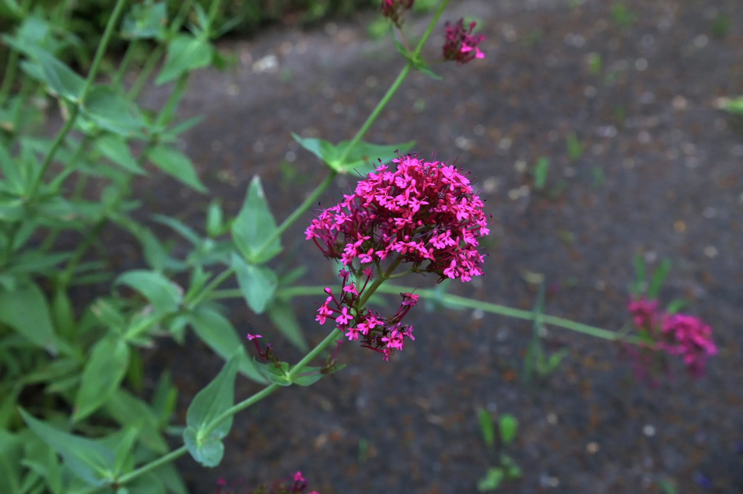 Flerårig Pipört 'Coccineus'