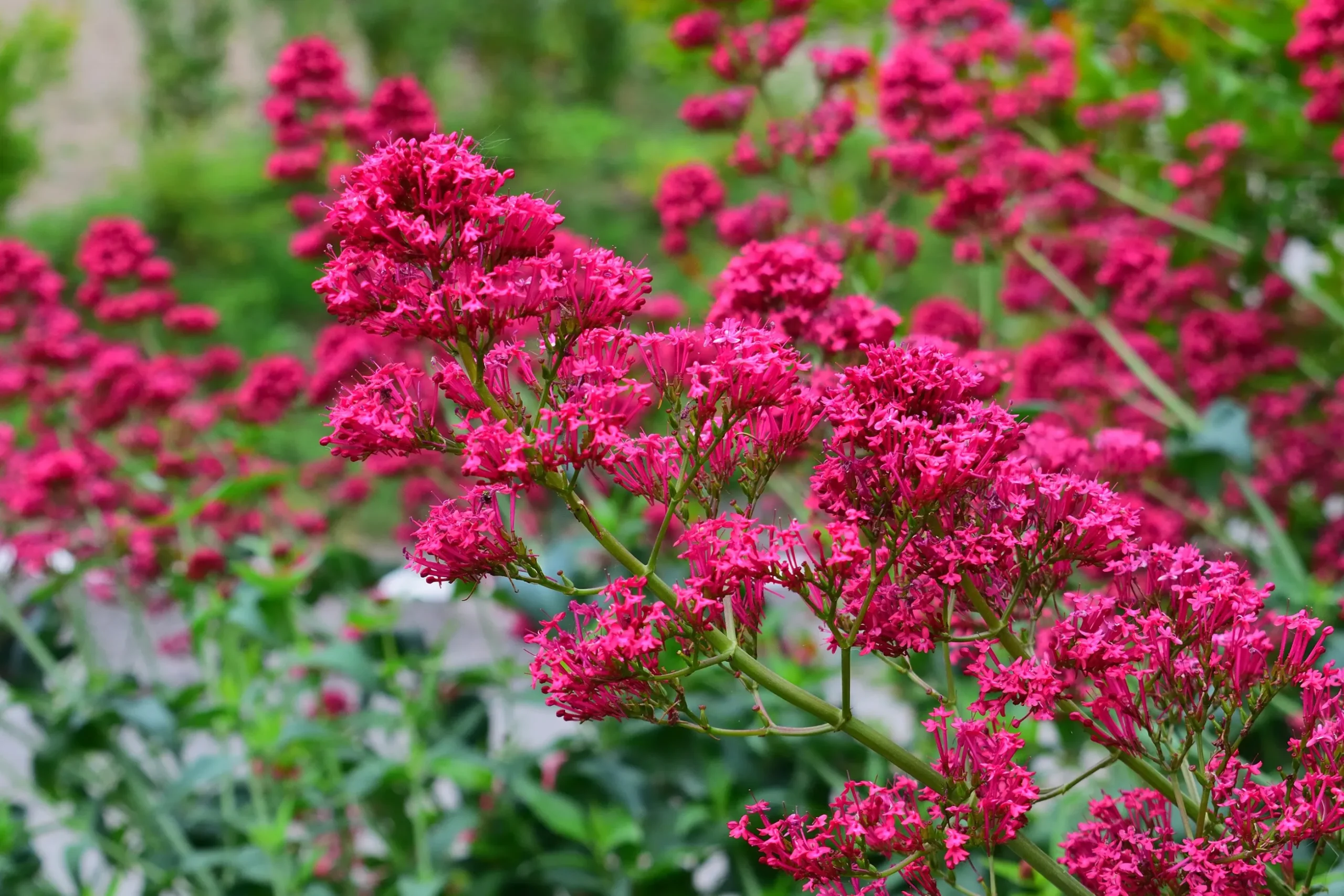 Flerårig Pipört 'Coccineus'