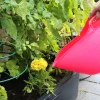 Flexikorg Red Gorilla rosa 15L