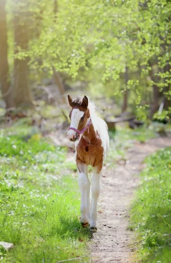 Fölgrimma Hansbo Sport Ofodrad