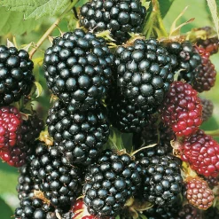 Flikbjörnbär 'Thornless Evergreen'
