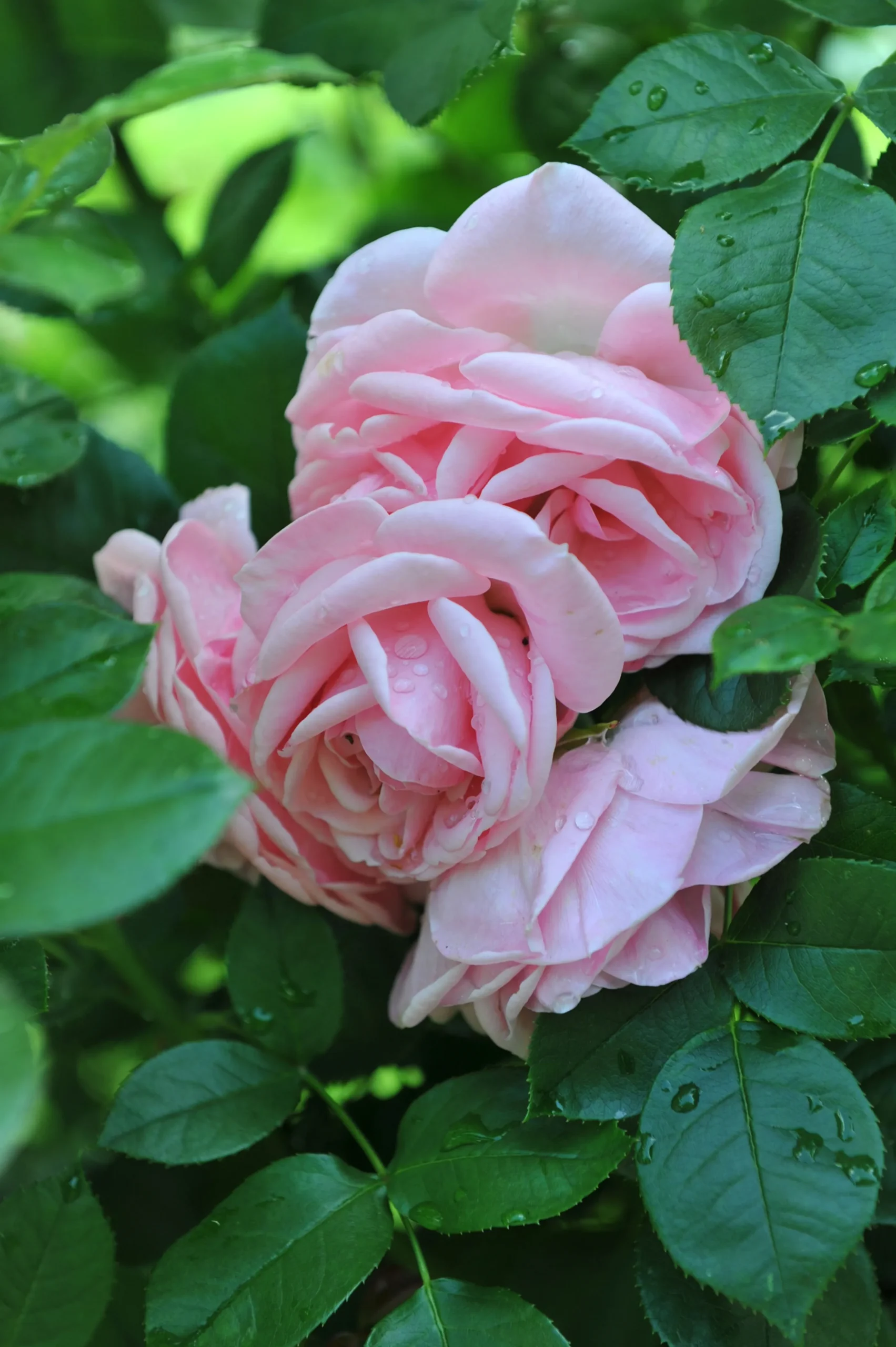Floribundaros 'Astrid Lindgren' 'Pouluf' Barrotad