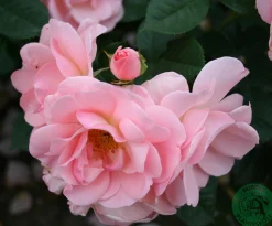 Floribundaros 'Astrid Lindgren' 'Pouluf' Barrotad