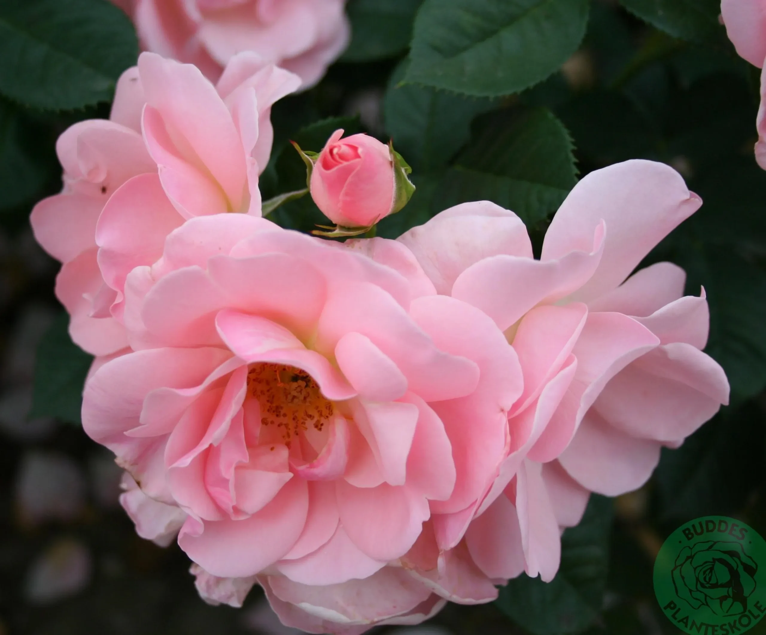 Floribundaros 'Astrid Lindgren' 'Pouluf' Barrotad