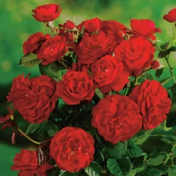 Floribundaros 'Carl Philip' syn. 'Christian IV' 'Korpeahn' Barrotad