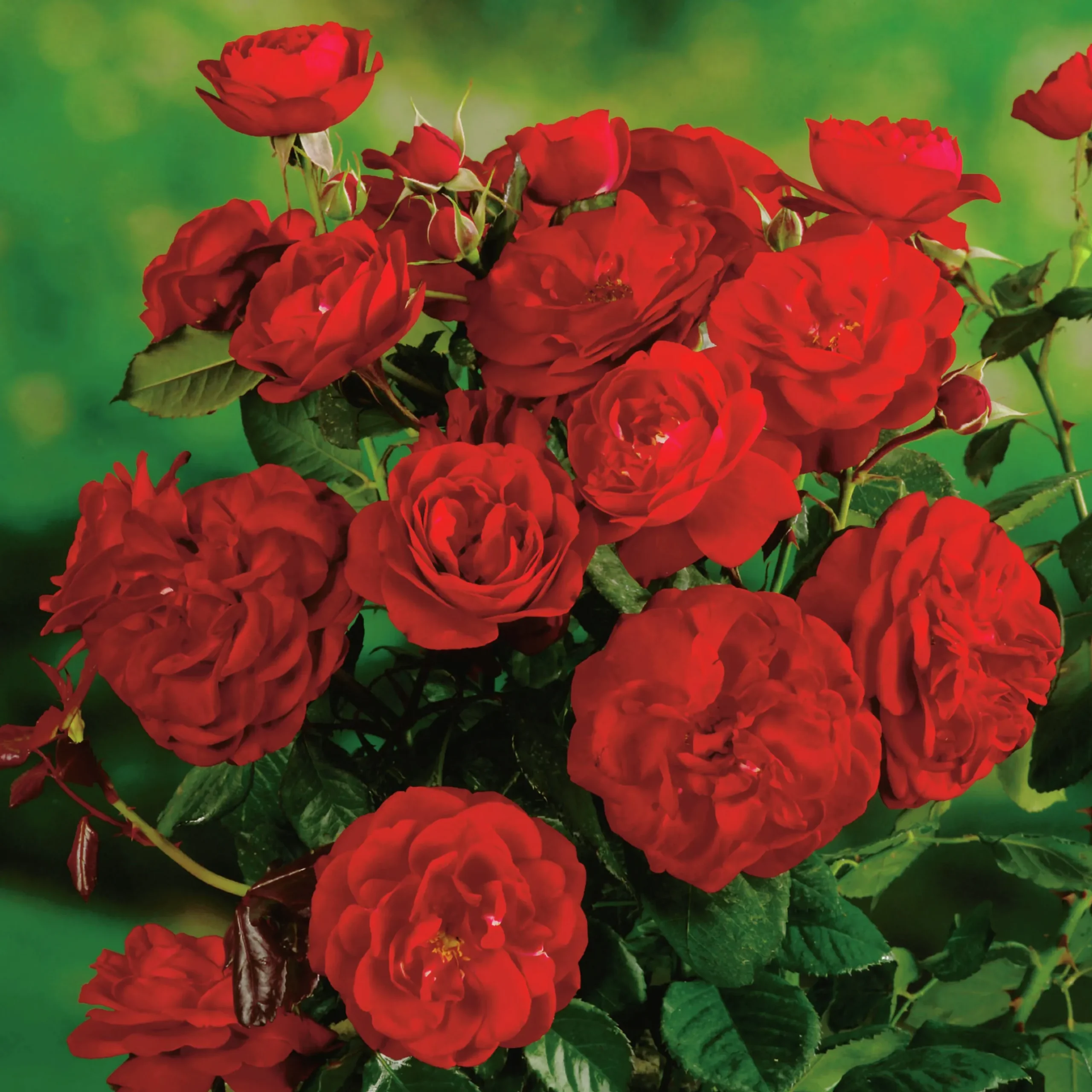 Floribundaros 'Carl Philip' syn. 'Christian IV' 'Korpeahn' Barrotad