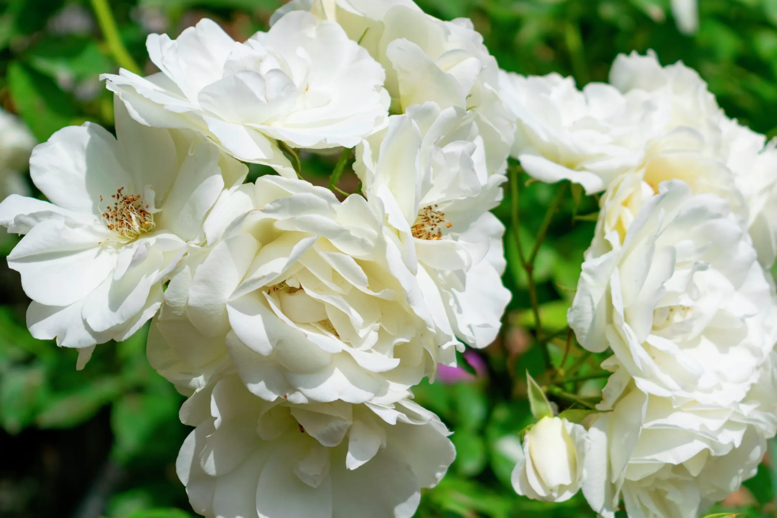 Floribundaros 'Climbing Iceberg' syn. 'Climbing Schneewittchen' Barrotad