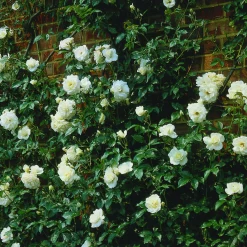 Floribundaros 'Climbing Iceberg' syn. 'Climbing Schneewittchen' Barrotad
