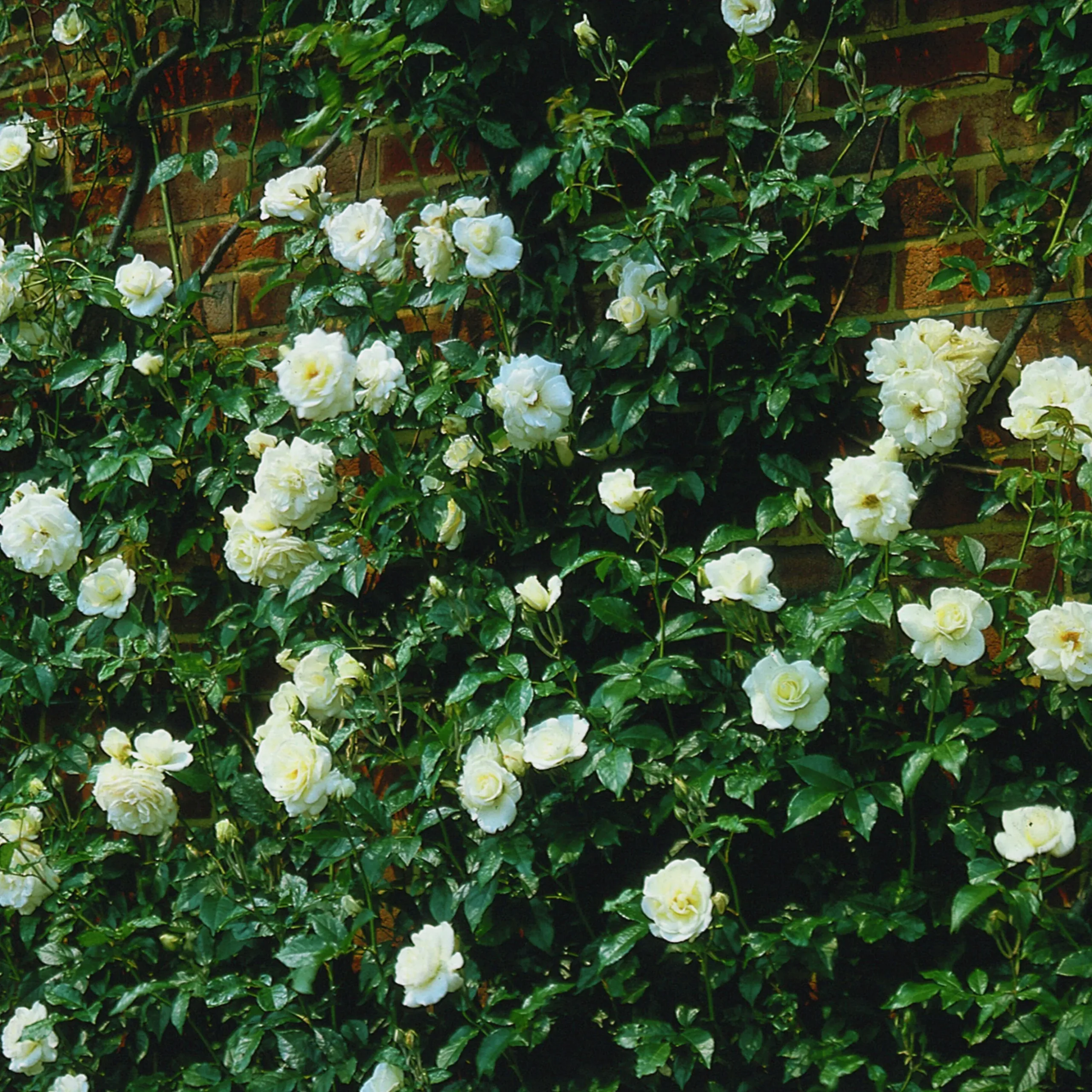 Floribundaros 'Climbing Iceberg' syn. 'Climbing Schneewittchen' Barrotad