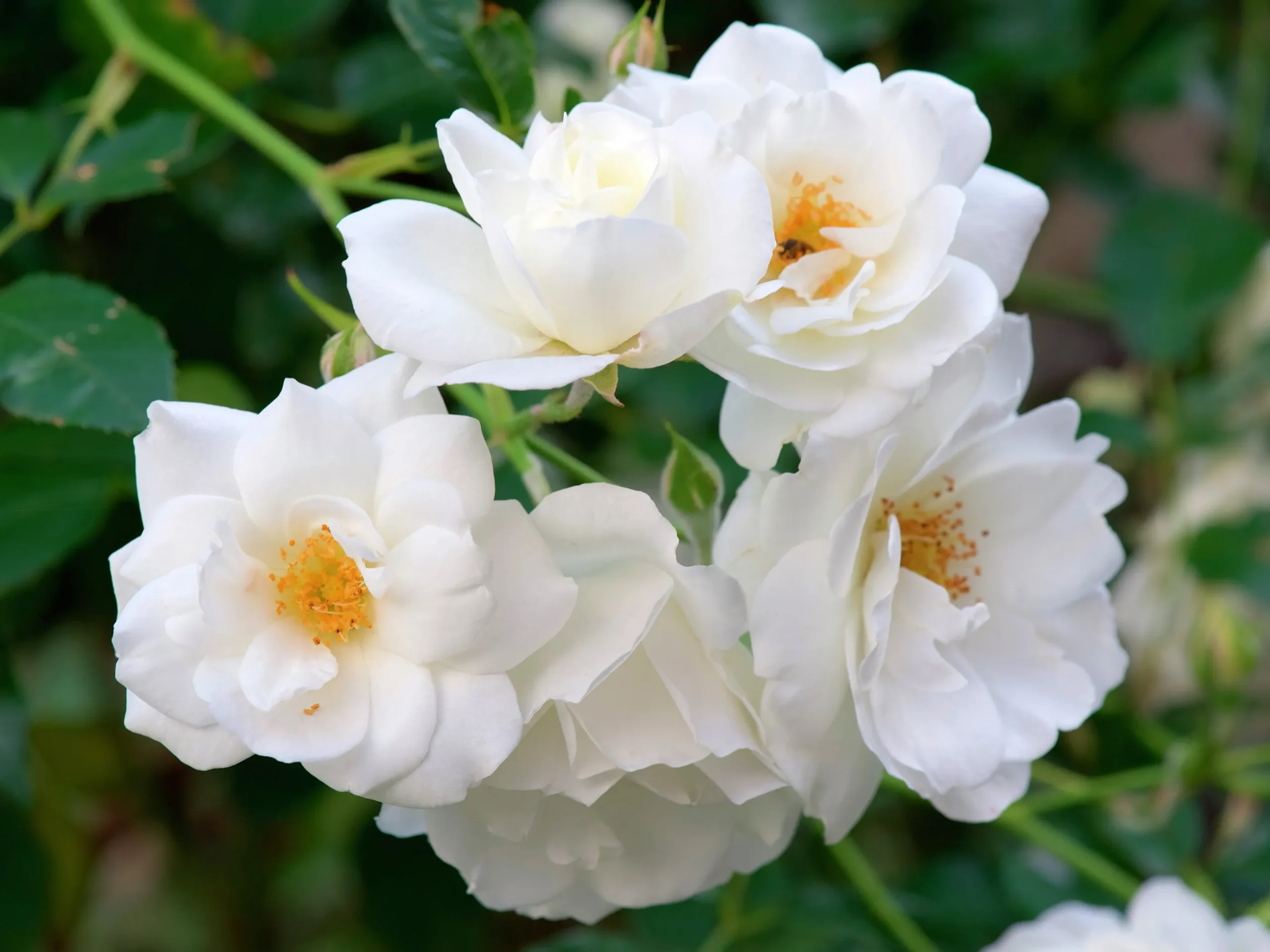Floribundaros 'Climbing Iceberg' syn. 'Climbing Schneewittchen' Barrotad
