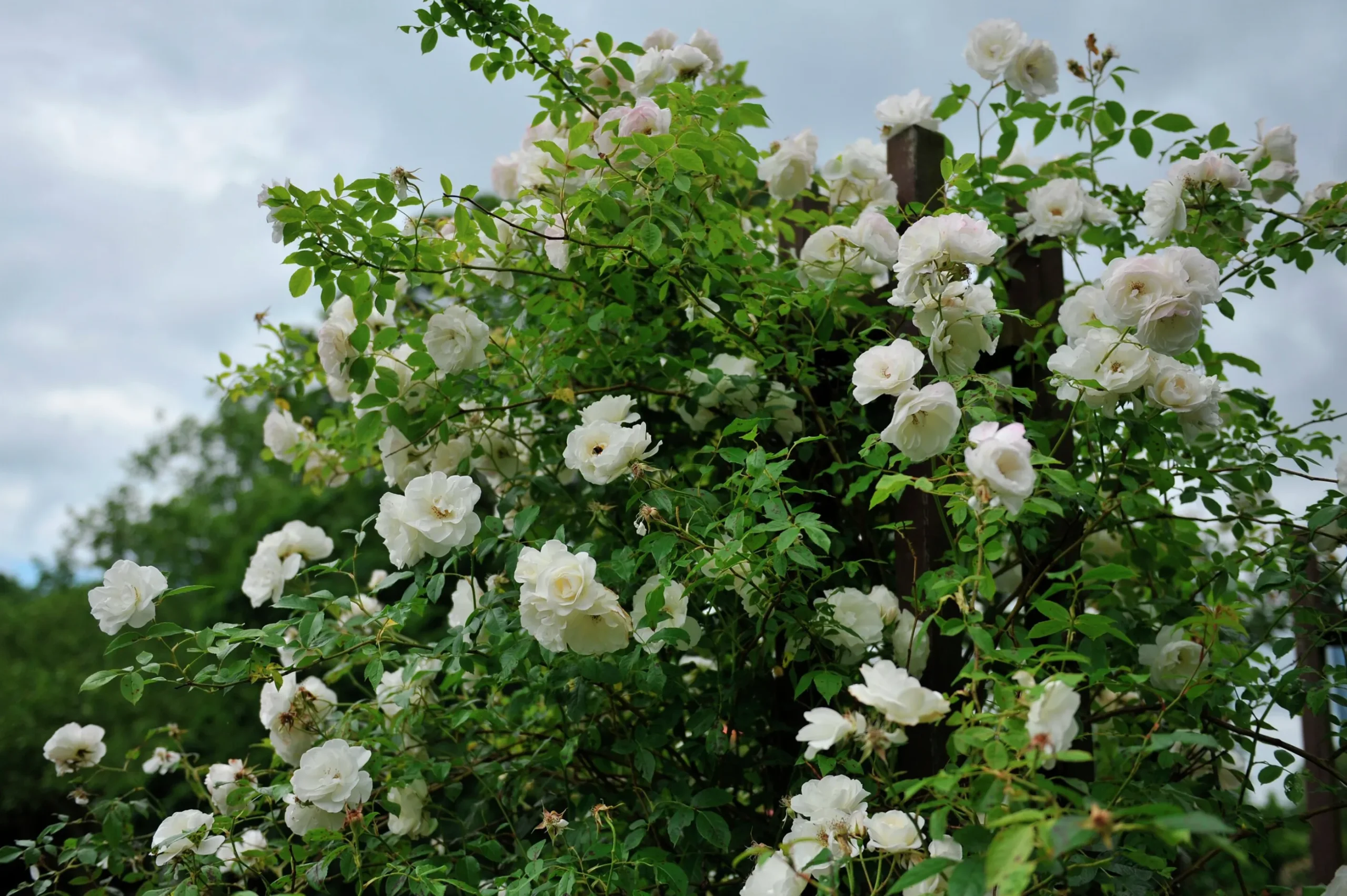 Floribundaros 'Climbing Iceberg' syn. 'Climbing Schneewittchen' Barrotad