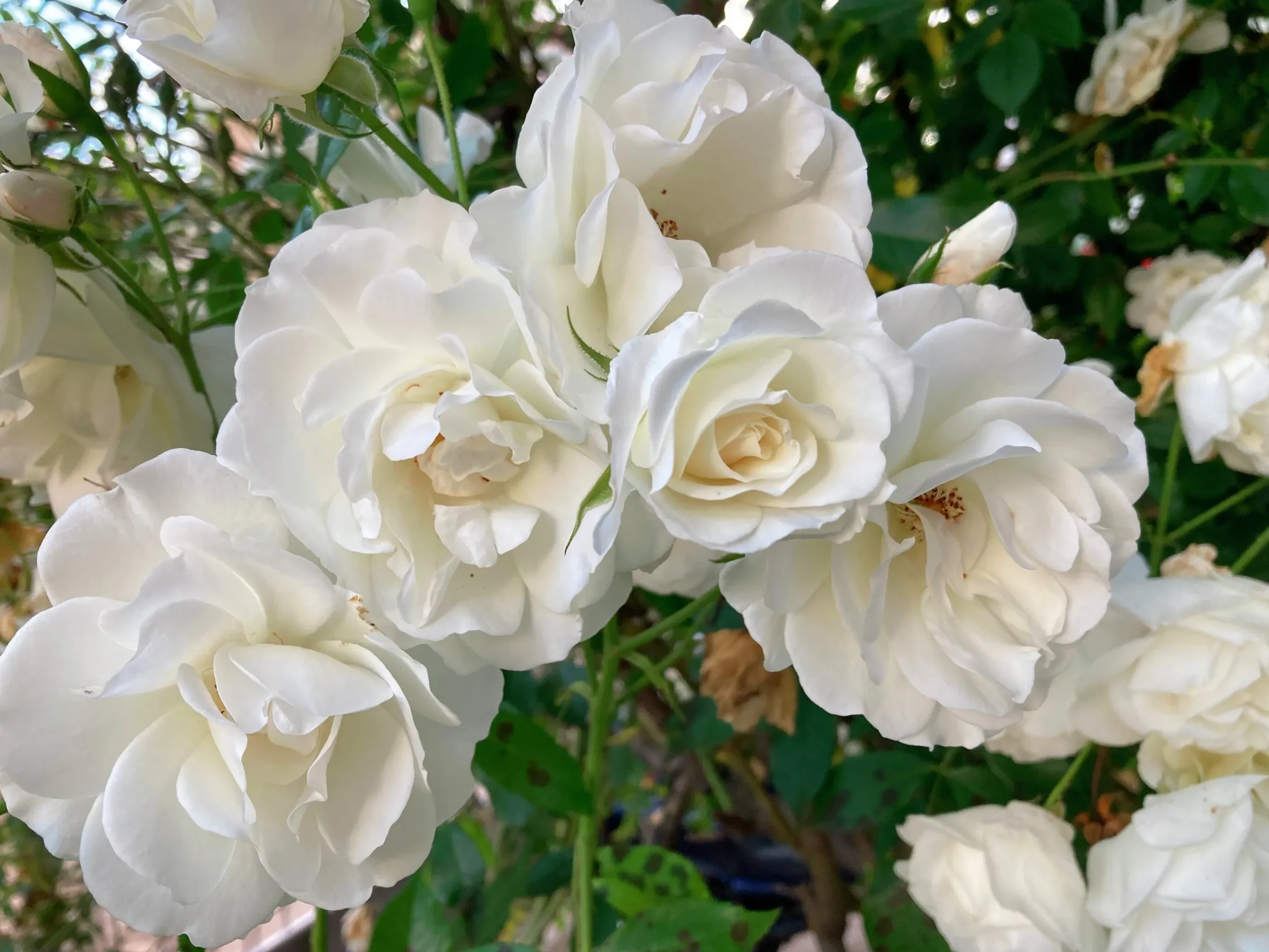 Floribundaros 'Climbing Iceberg' syn. 'Climbing Schneewittchen' Barrotad