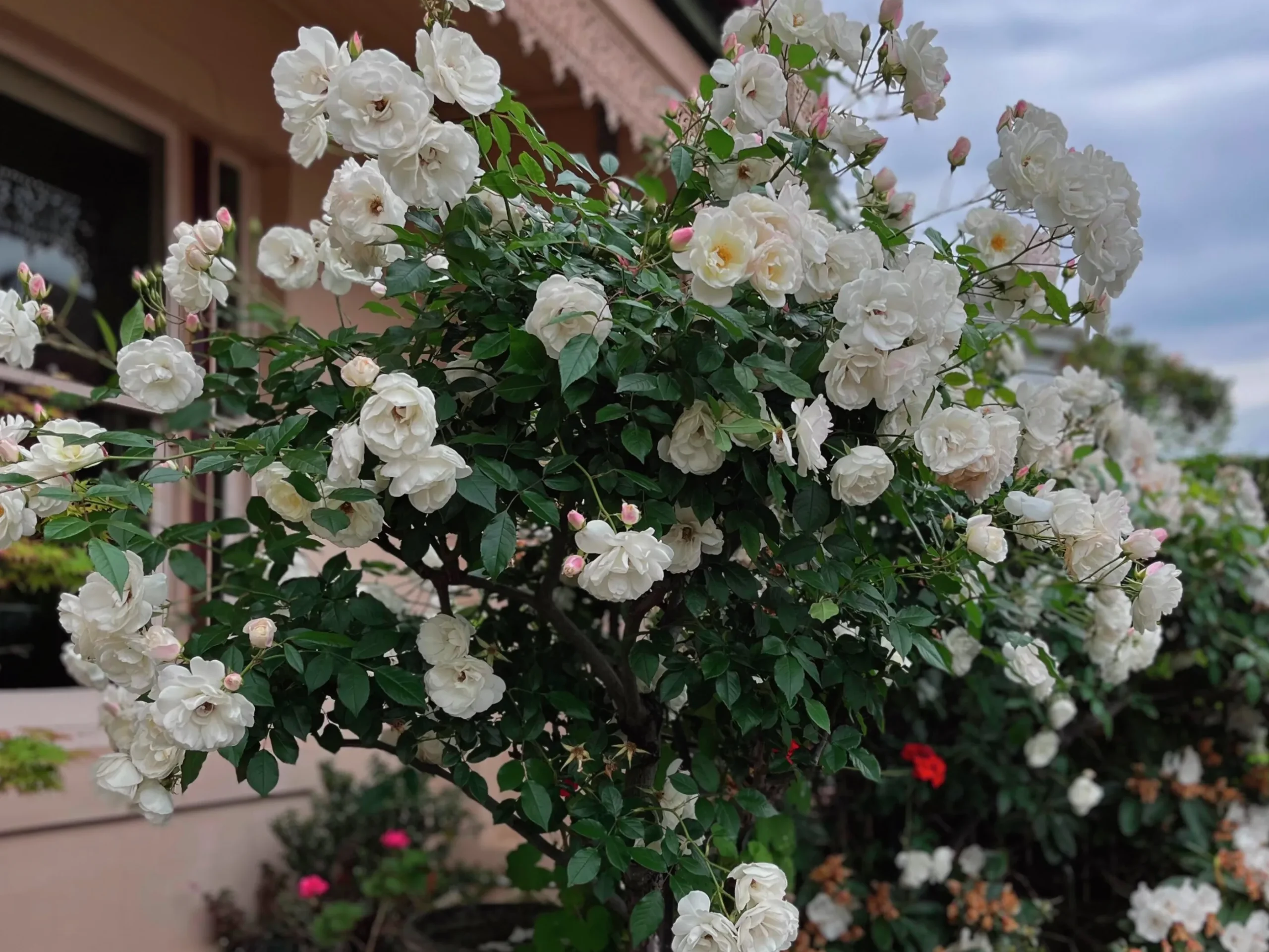 Floribundaros 'Climbing Iceberg' syn. 'Climbing Schneewittchen' Barrotad