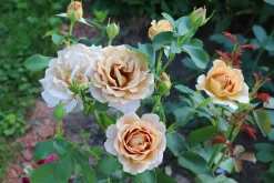 Floribundaros 'Honey Dijon' Barrotad
