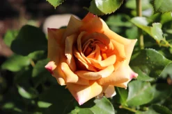 Floribundaros 'Honey Dijon' Barrotad