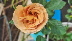Floribundaros 'Honey Dijon' Barrotad