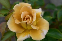 Floribundaros 'Honey Dijon' Barrotad