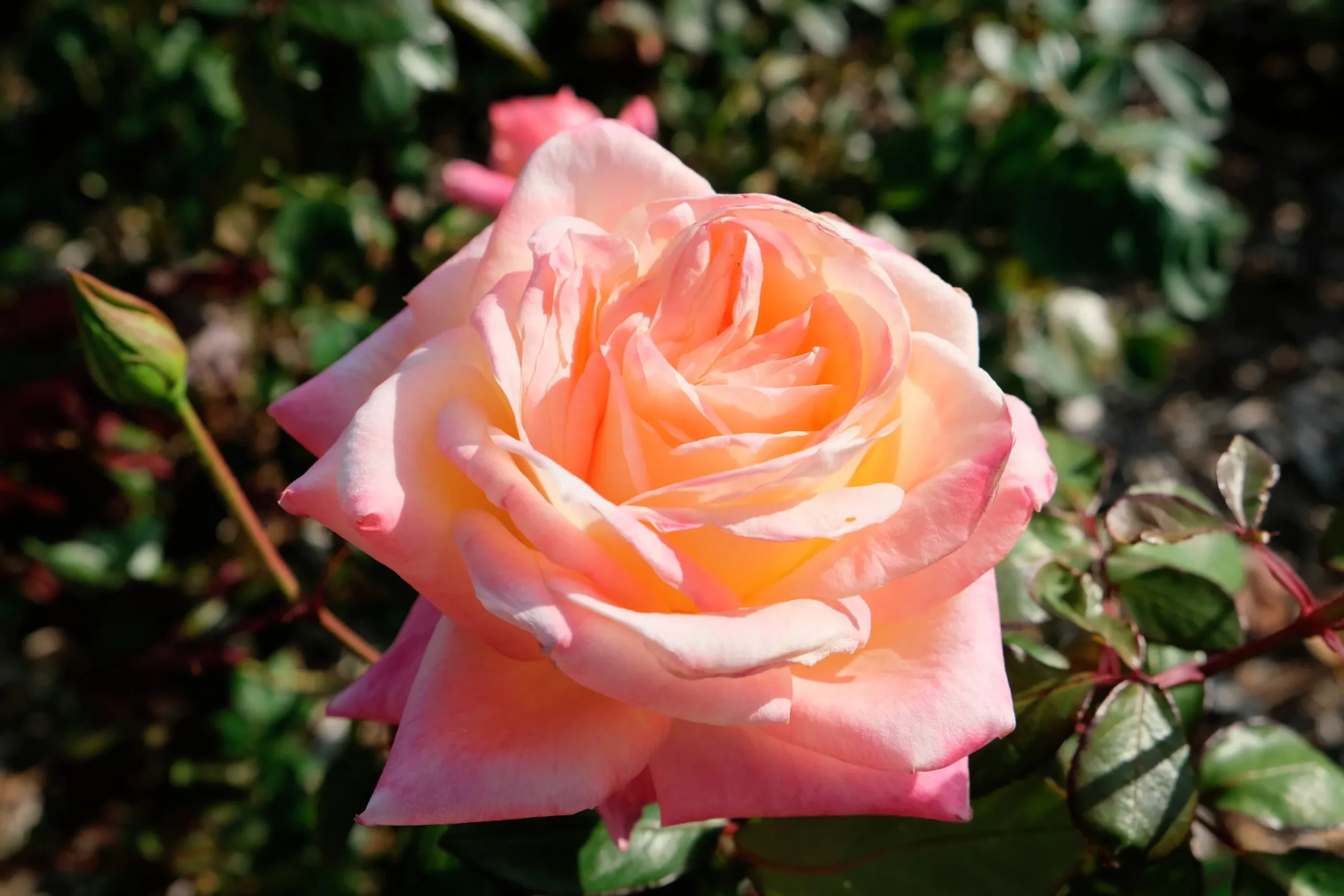 Floribundaros 'Kalmar' 'Poulkalm' Barrotad
