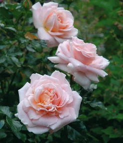 Floribundaros 'Kalmar' 'Poulkalm' Barrotad