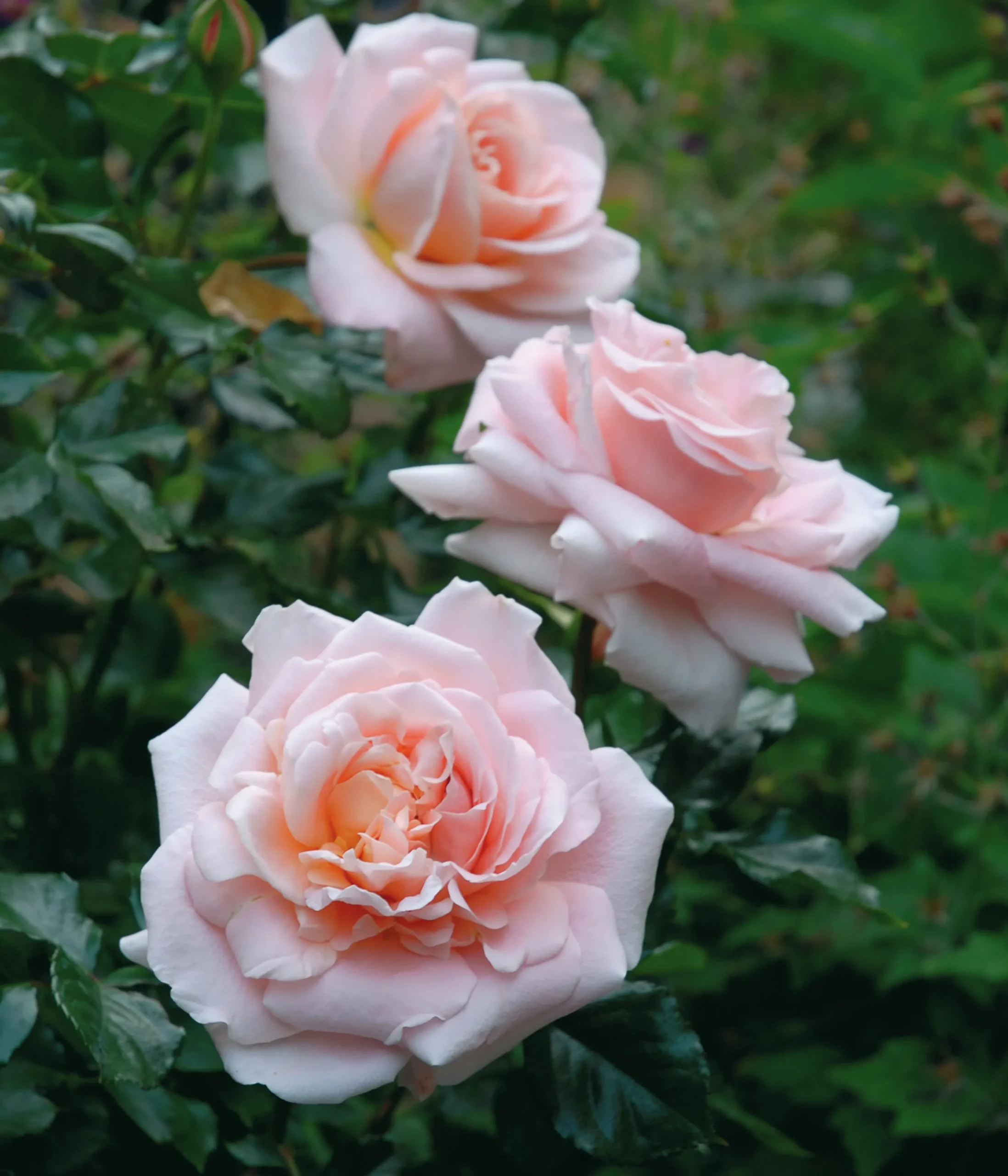 Floribundaros 'Kalmar' 'Poulkalm' Barrotad