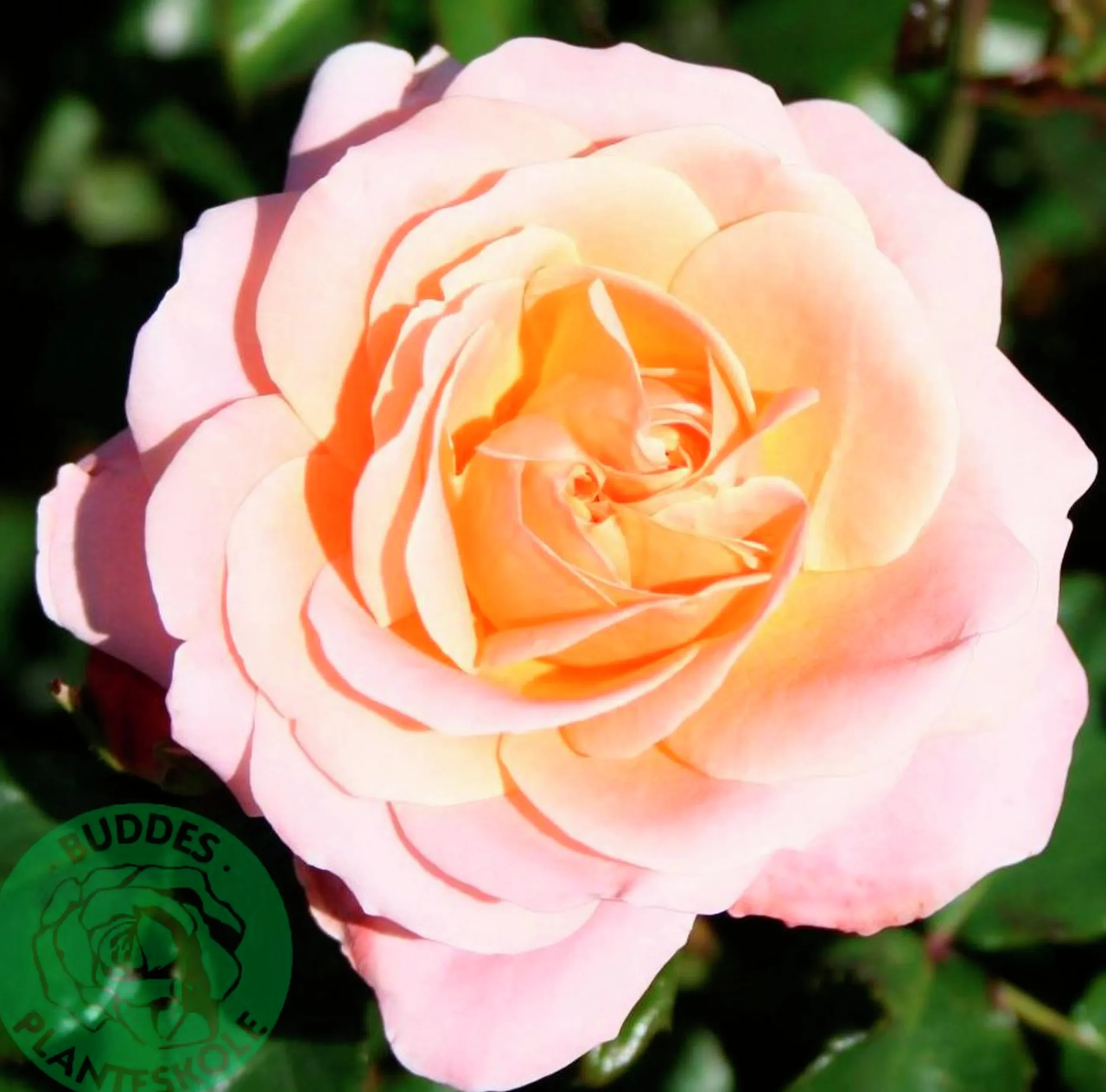 Floribundaros 'Kalmar' 'Poulkalm' Barrotad