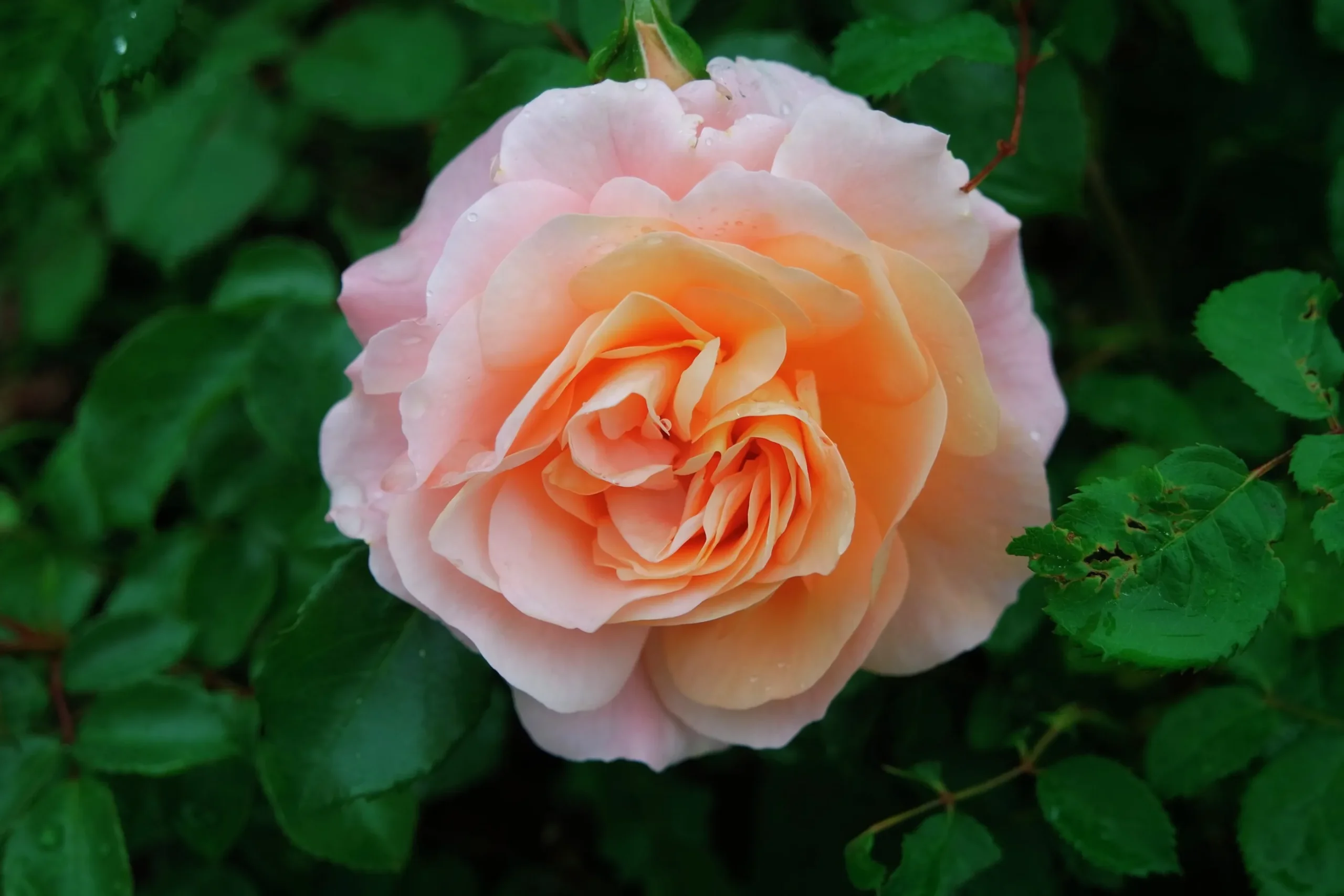 Floribundaros 'Kalmar' 'Poulkalm' Barrotad