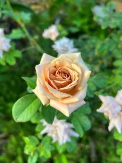 Floribundaros 'Koko Loko Wekbijou' Barrotad